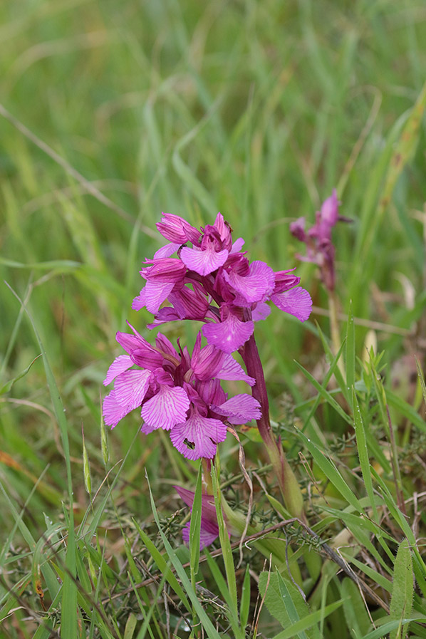 Vlinderorchis
